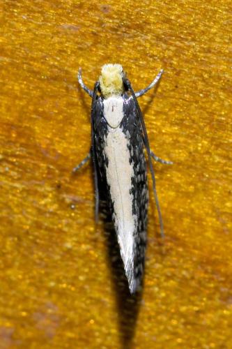 Monopis crocicapitella